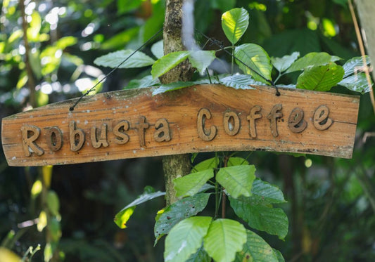 Robusta Coffee Farming: Building a Strong Foundation for the Future of Coffee
