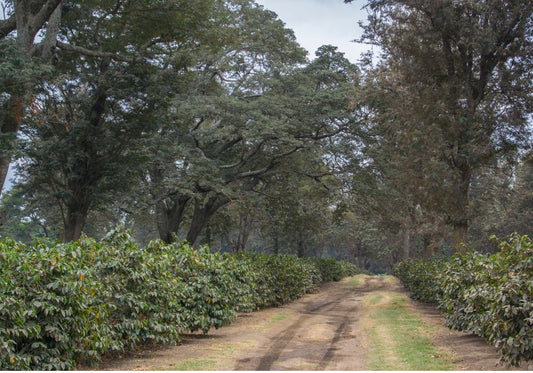 What is Shade Grown Coffee?