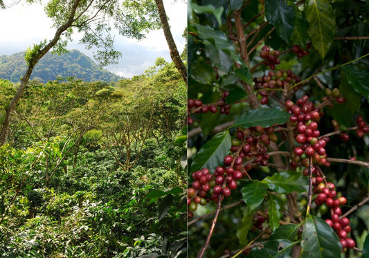 Syntropic Coffee Farming: A Sustainable Revolution in Coffee Production